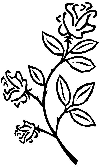 Eine Rose ist eine Rose ist eine Rose ist eine Rose….. | Anna ...