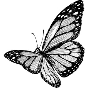 Drawings Of Butterfly - ClipArt Best - ClipArt Best - ClipArt Best