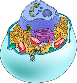 Labeled Cells | Adrmidia Blog