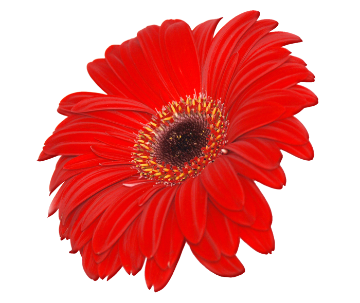 Flowers png clipart #28710 - Free Icons and PNG Backgrounds