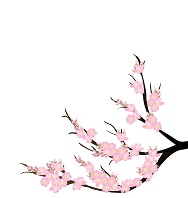 1000+ images about Cherry blossom vector clipart png.