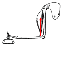 Mechanics in Exercise: Angle of Pull
