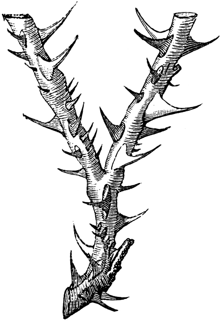 Thorny Letter Y | ClipArt ETC
