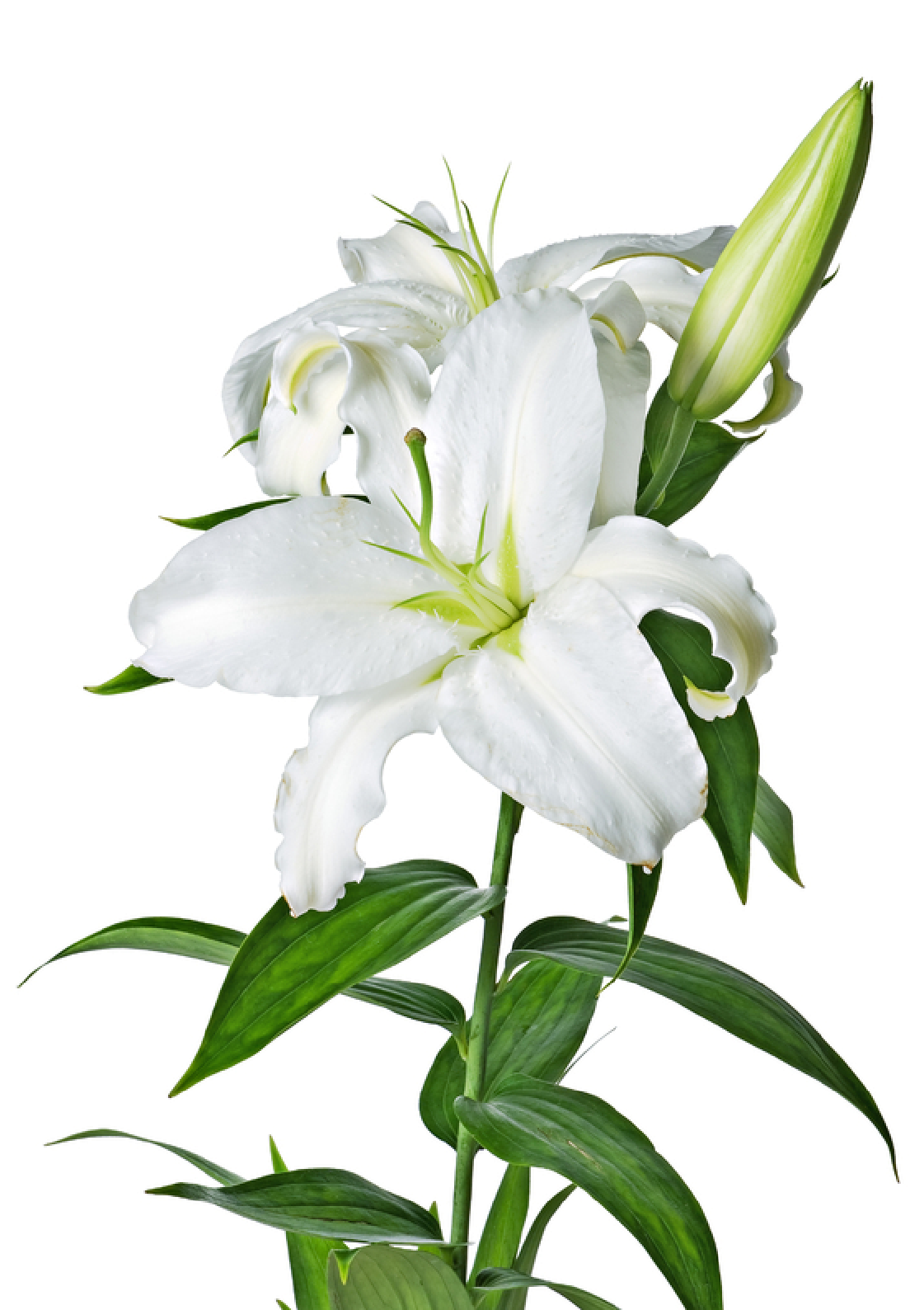 Easter Lily Clipart