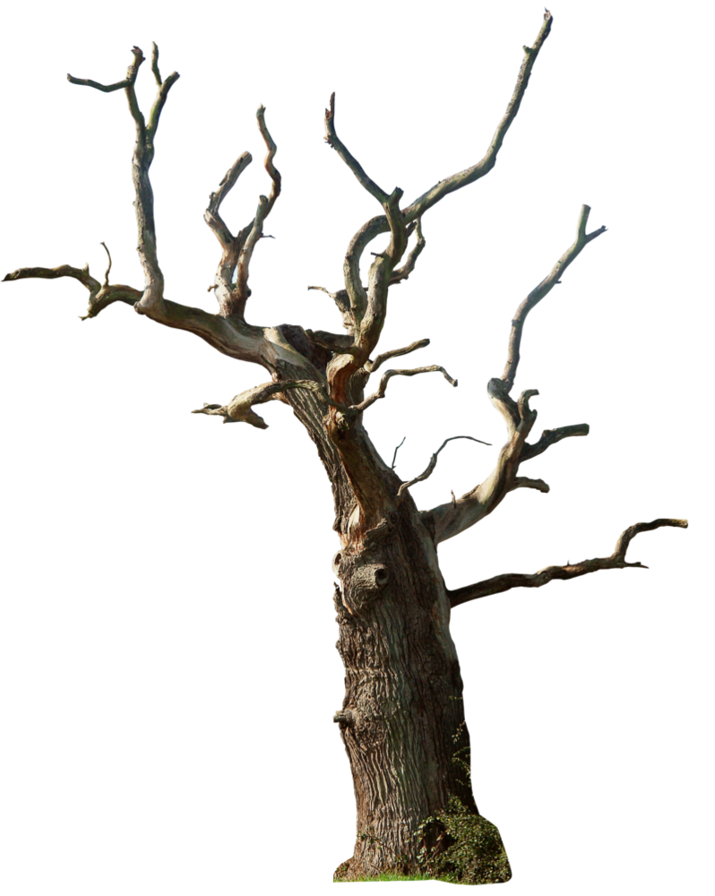 Dead tree 02 png by gd08 on DeviantArt