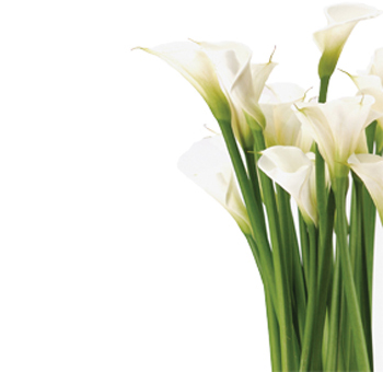 Pictures Of Calla Lillies | Free Download Clip Art | Free Clip Art ...