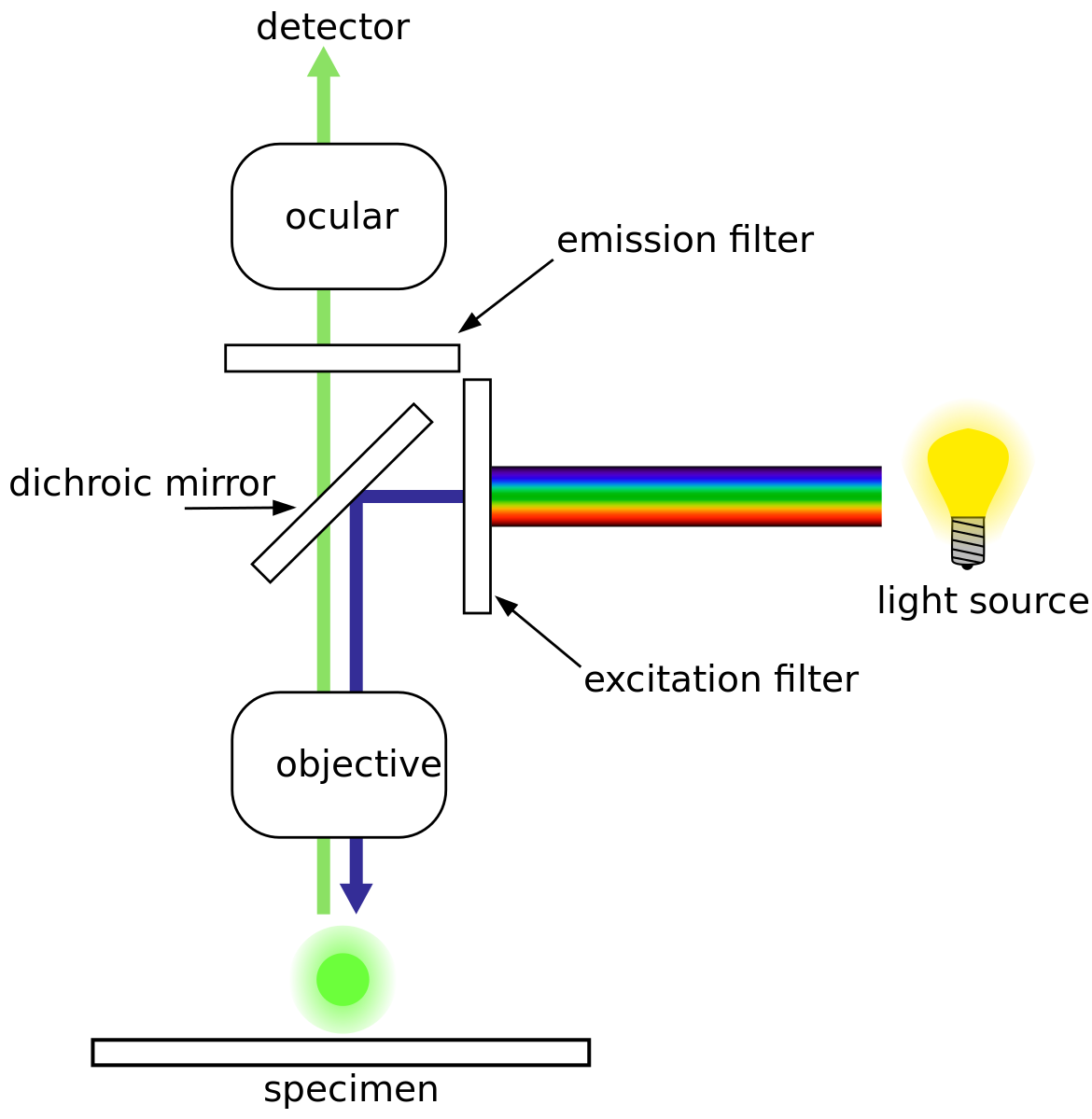 Diagram Of Bright Field Microscopy - Juanribon.com
