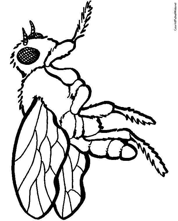1000+ images about Colouring