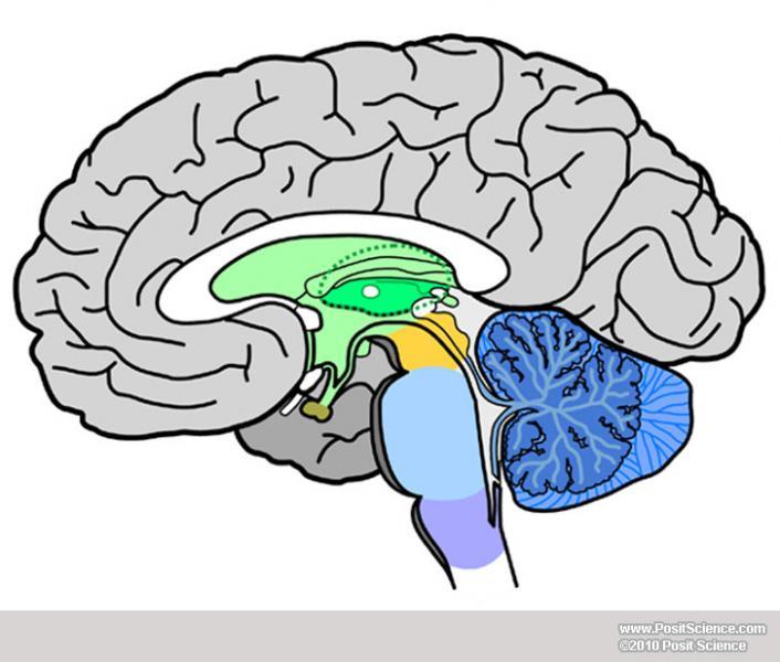 Brain Anatomy Image Gallery - DynamicBrain