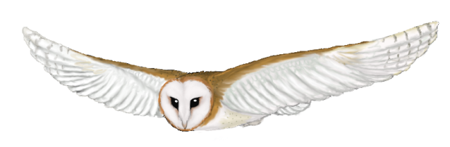 Flying owl clipart