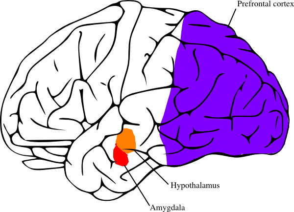 Amygdala | Execu-Sensory & Neuropedagogy Educational Consulting ...