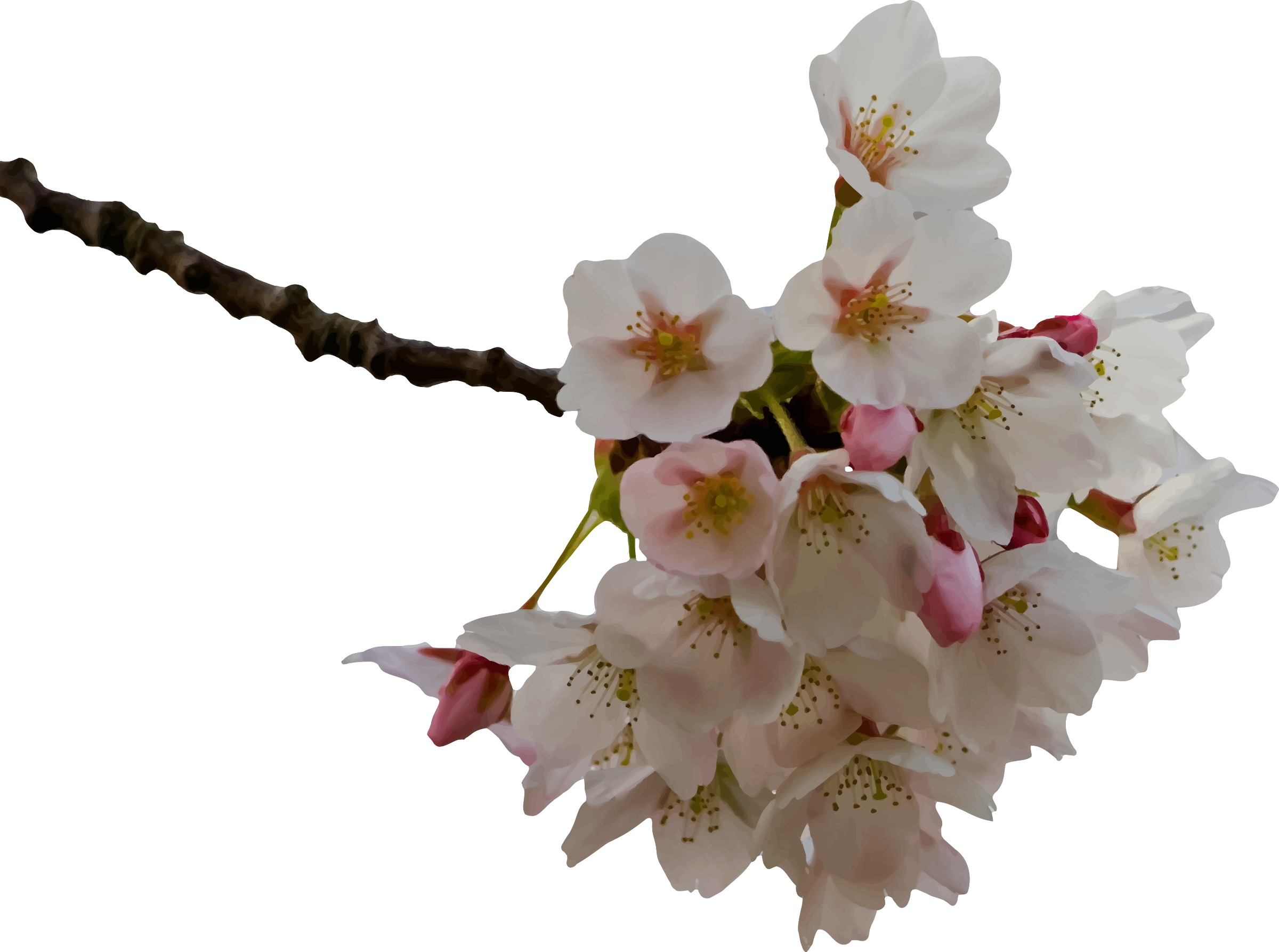 Clipart - Cherry blossom
