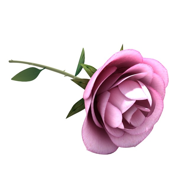 white rose 3d max