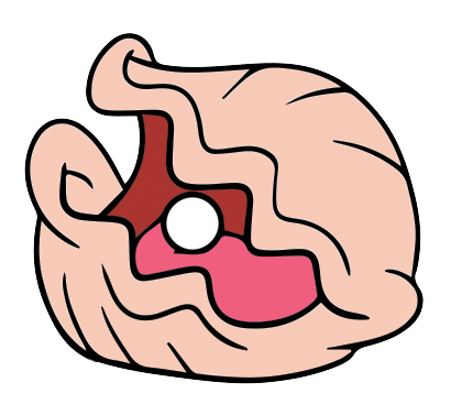 Free to Use & Public Domain Clam Clip Art