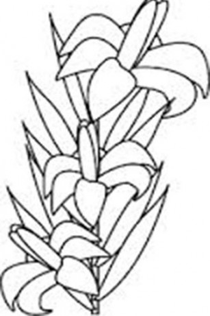 Download How to Draw Exotic Flowers for Android - Appszoom