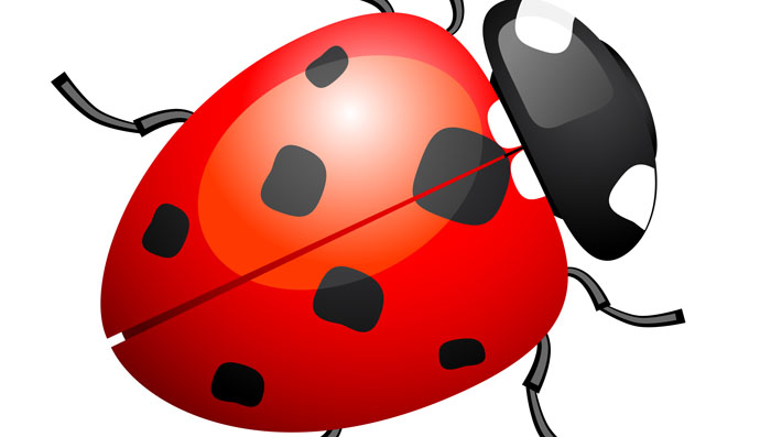 ladybug Vector Free Download