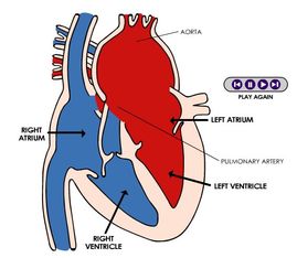 Grade 5 Human Body Lesson 5 Your Heart - Ms Palmer's Classroom ...