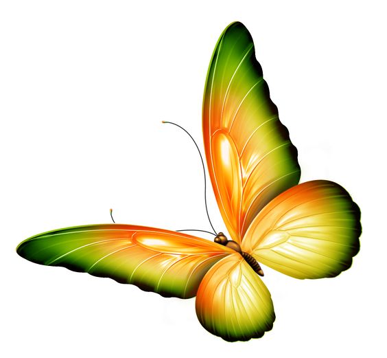 Butterflies, Flower and Google