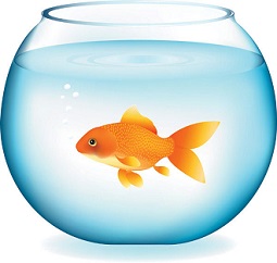 Free Goldfish Clipart