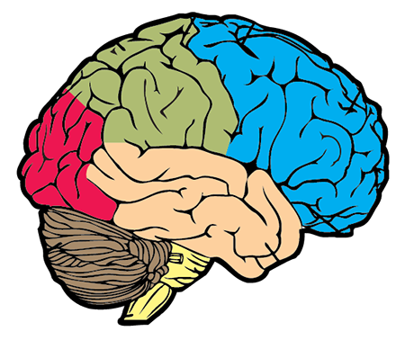 Brain Diagram Unlabeled - AoF.com
