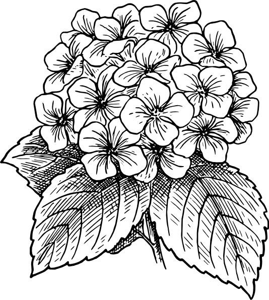 How To Draw Flowers | Line Drawings ...