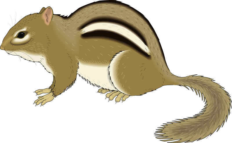 Chipmunk Animal Clipart Pictures Royalty Free | Clipart Pictures Org