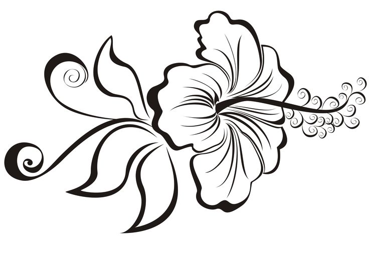 hibiscus outline Gallery