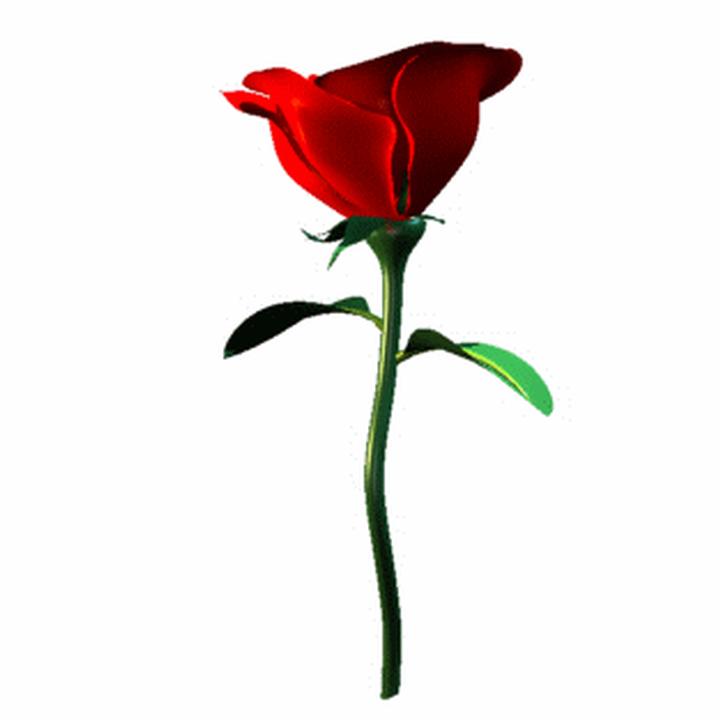 Clipart long stem roses