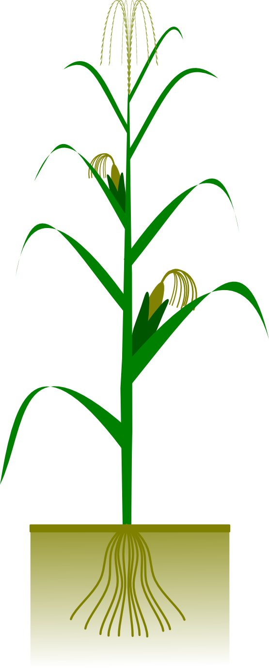 Corn Stalk Clipart | Free Download Clip Art | Free Clip Art | on ...