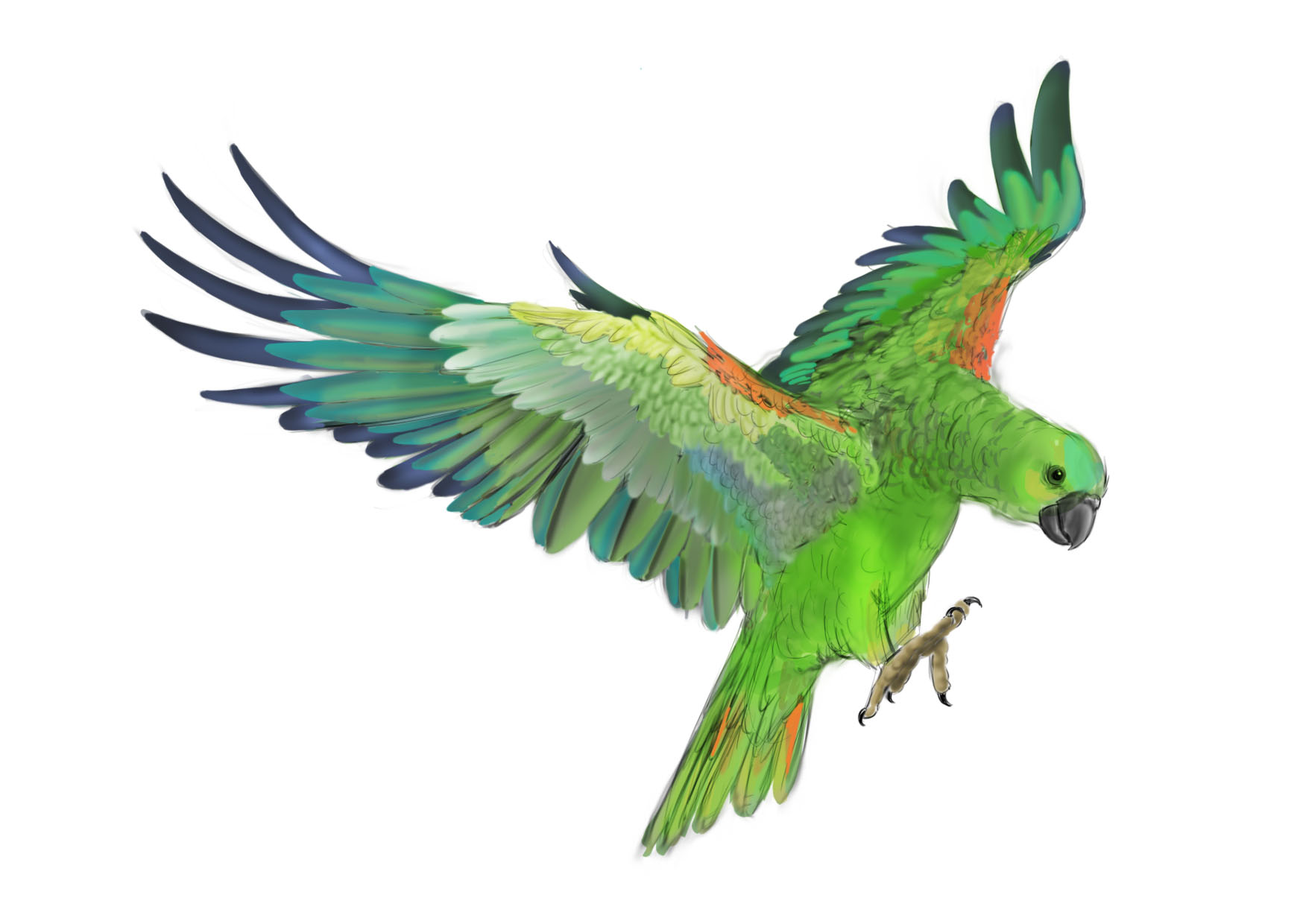 Download texture: clipart, green parrot, download photo ...