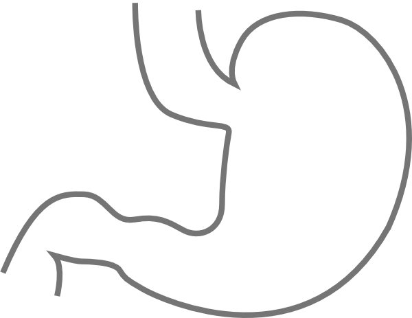 Stomach clip art - vector clip art online, royalty free & public ...