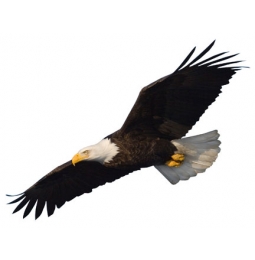 Soaring Eagle (24 inches) | Jaguar Educational Canada ...