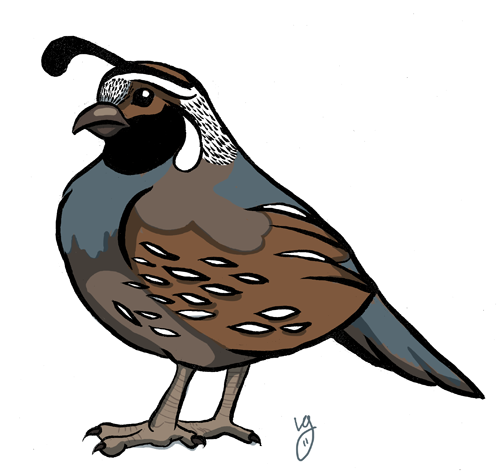 Cartoon Quail Quail Watercolor Triad