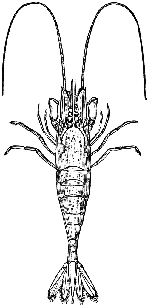 Shrimp clip art - Clipartix
