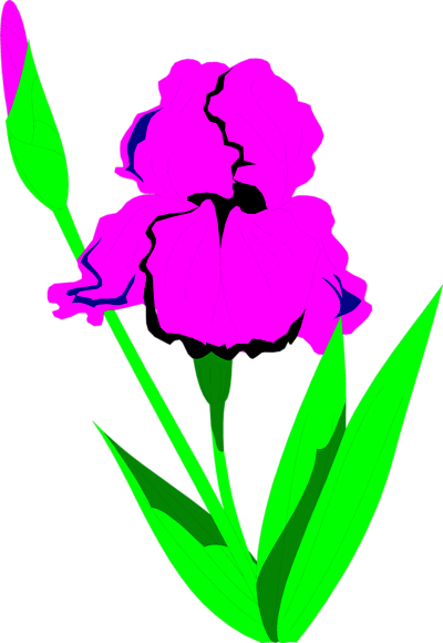 Iris Clipart | Free Download Clip Art | Free Clip Art | on Clipart ...