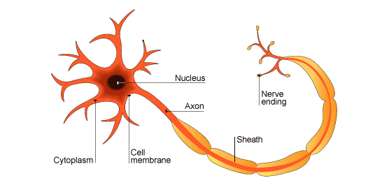 BBC - GCSE Bitesize: Neurons