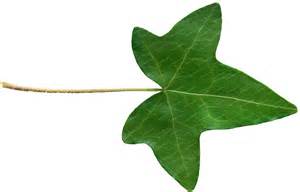 Ivy Leaf Clip Art - Tumundografico