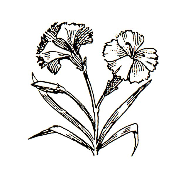 Pink Carnation Tattoo | Free Download Clip Art | Free Clip Art ...