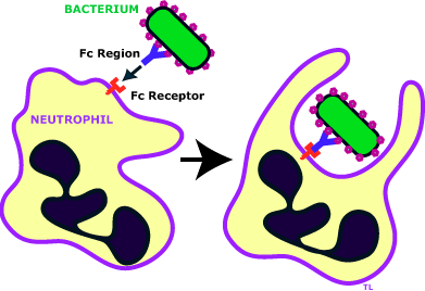 Effectors for Antibodies