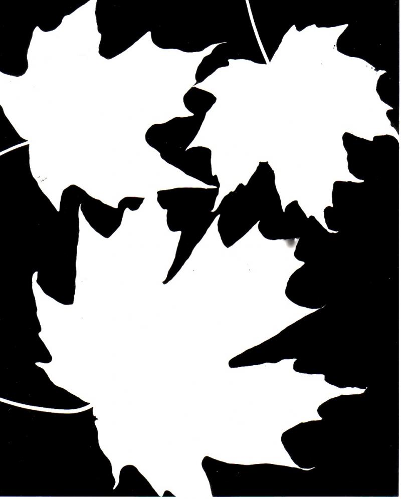 Black And White Photo Canadian Maple Leaf Winter Snow - Quoteko.