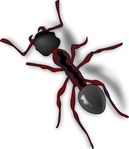 Ant and Grasshopper Vector - Download 83 Vectors (Page 1)