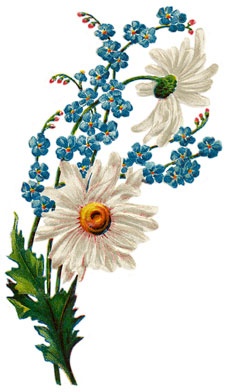 Forget Me Not Flower Clip Art - ClipArt Best