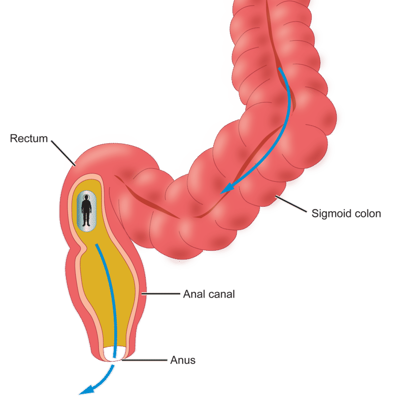 A Journey through the Intestine | CK-12 Foundation