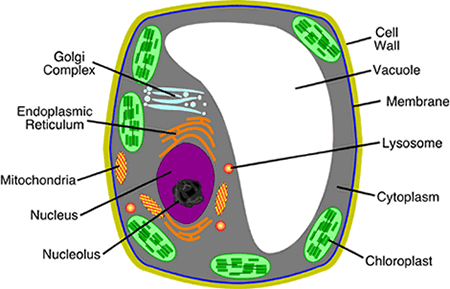 The Cell