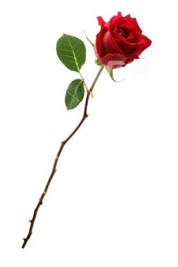 Long Stem Rose Clipart