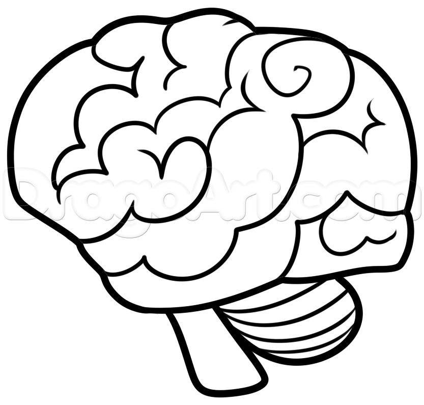 How to Draw a Brain For Beginners, Step by Step, Anatomy, People ...
