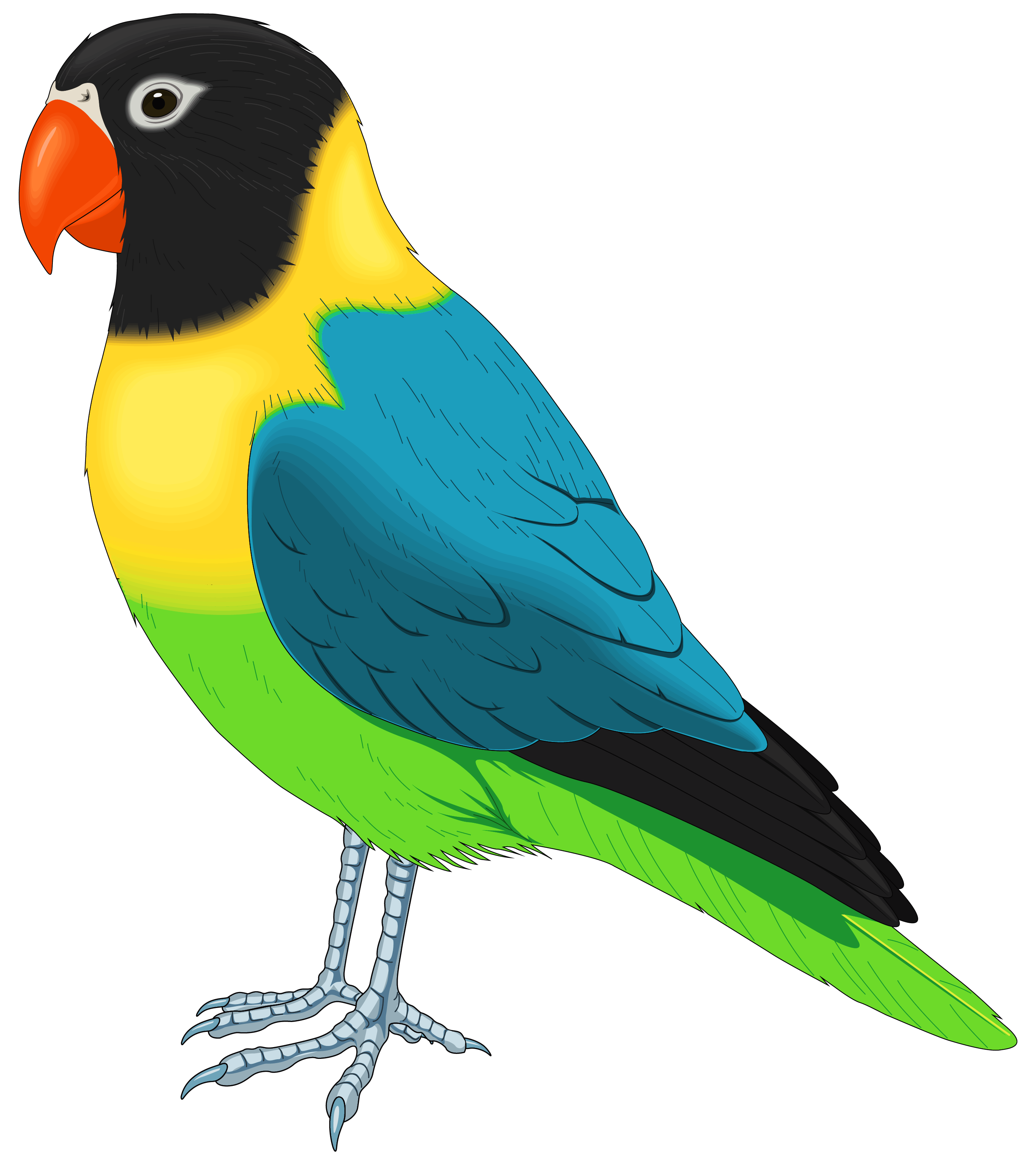 Bird png clipart