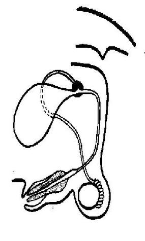 Labeled Male Reproductive System Diagram Clipart - Free to use ...