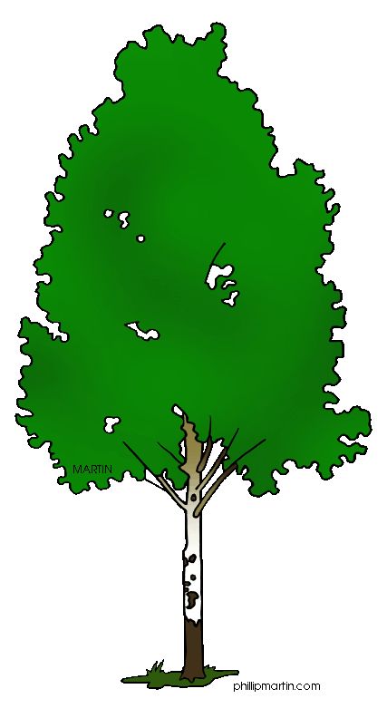 Trees, Hampshire and Birches