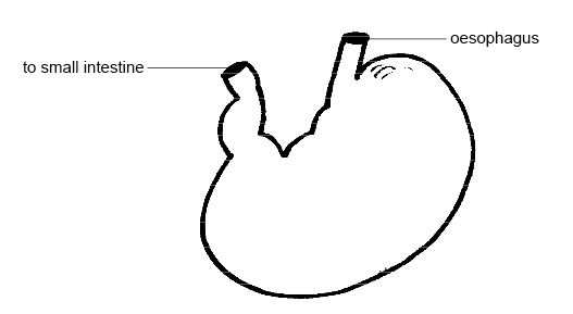 Anatomy and Physiology of Animals/The Gut and Digestion ...